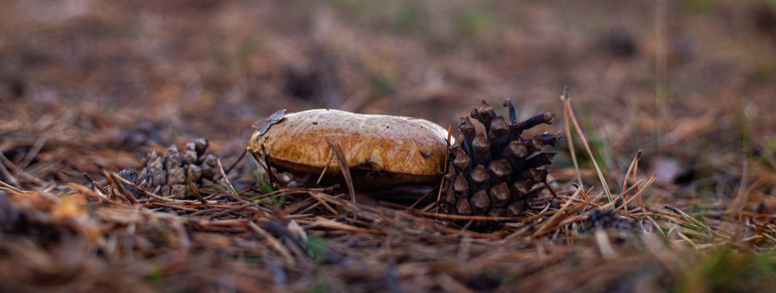 Sieni ja kaksi käpyä syksyisessä metsässä