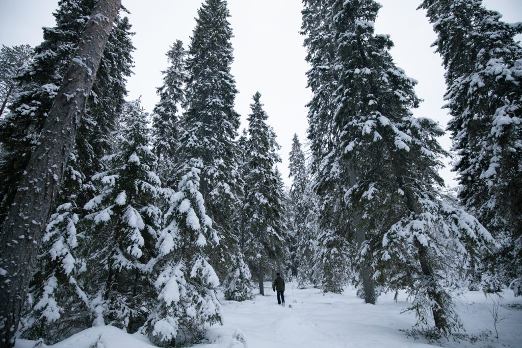 Kävelijä talvisessa metsässä Sanginjoella.