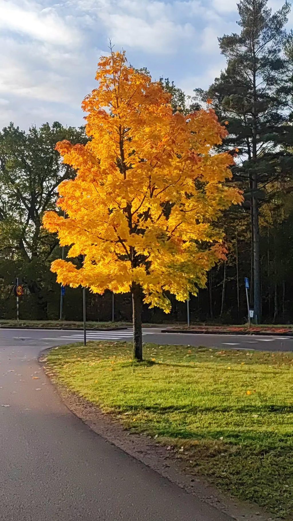 Syksyinen oranssiksi muuttunut lehtipuu tien varressa.