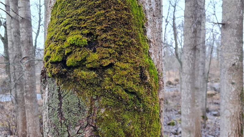Sammaleinen puunrunko metsässä