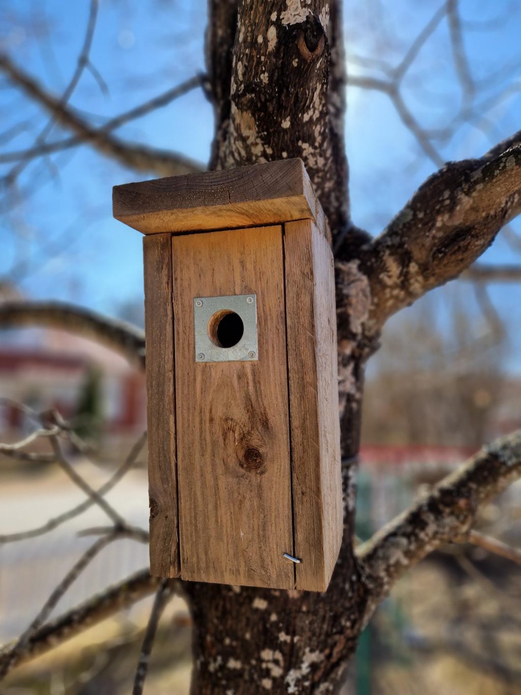 Linnunpönttö puussa.