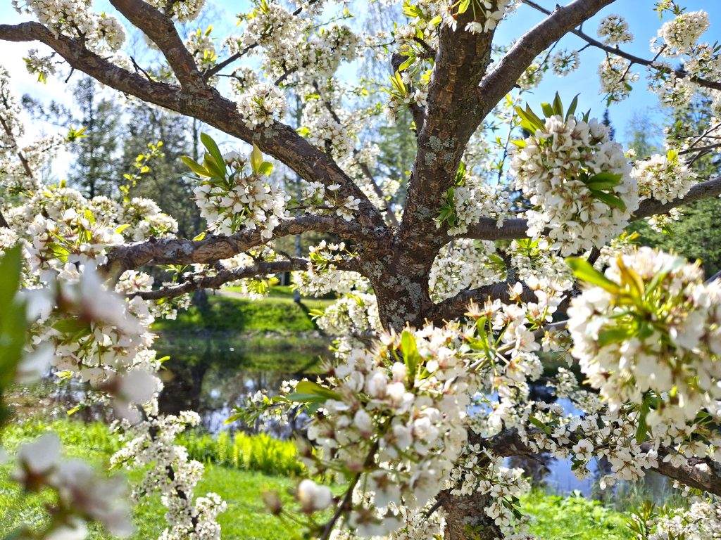 Flowering trees on Hupisaaret.