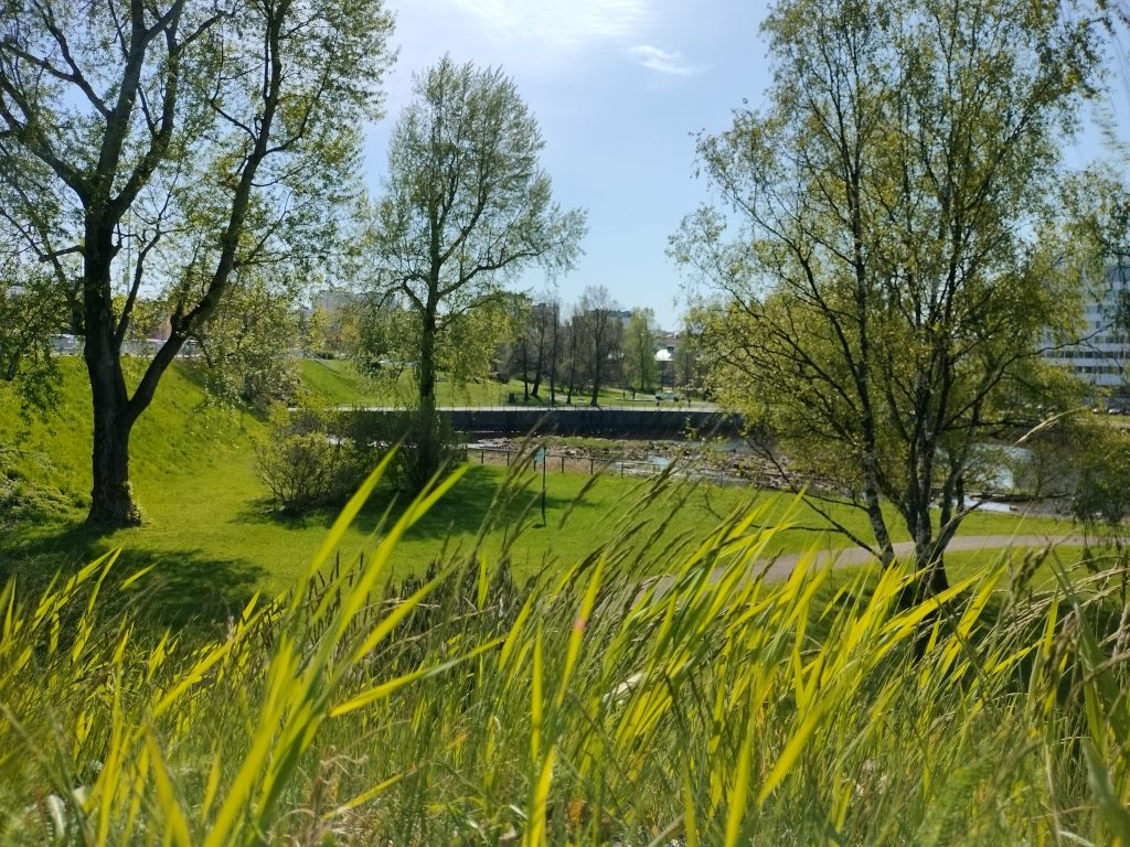 Kesäinen maisema Oulussa.
