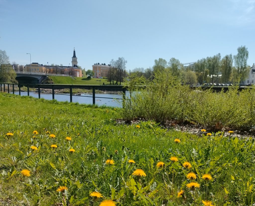 Kesäinen maisema Oulussa.