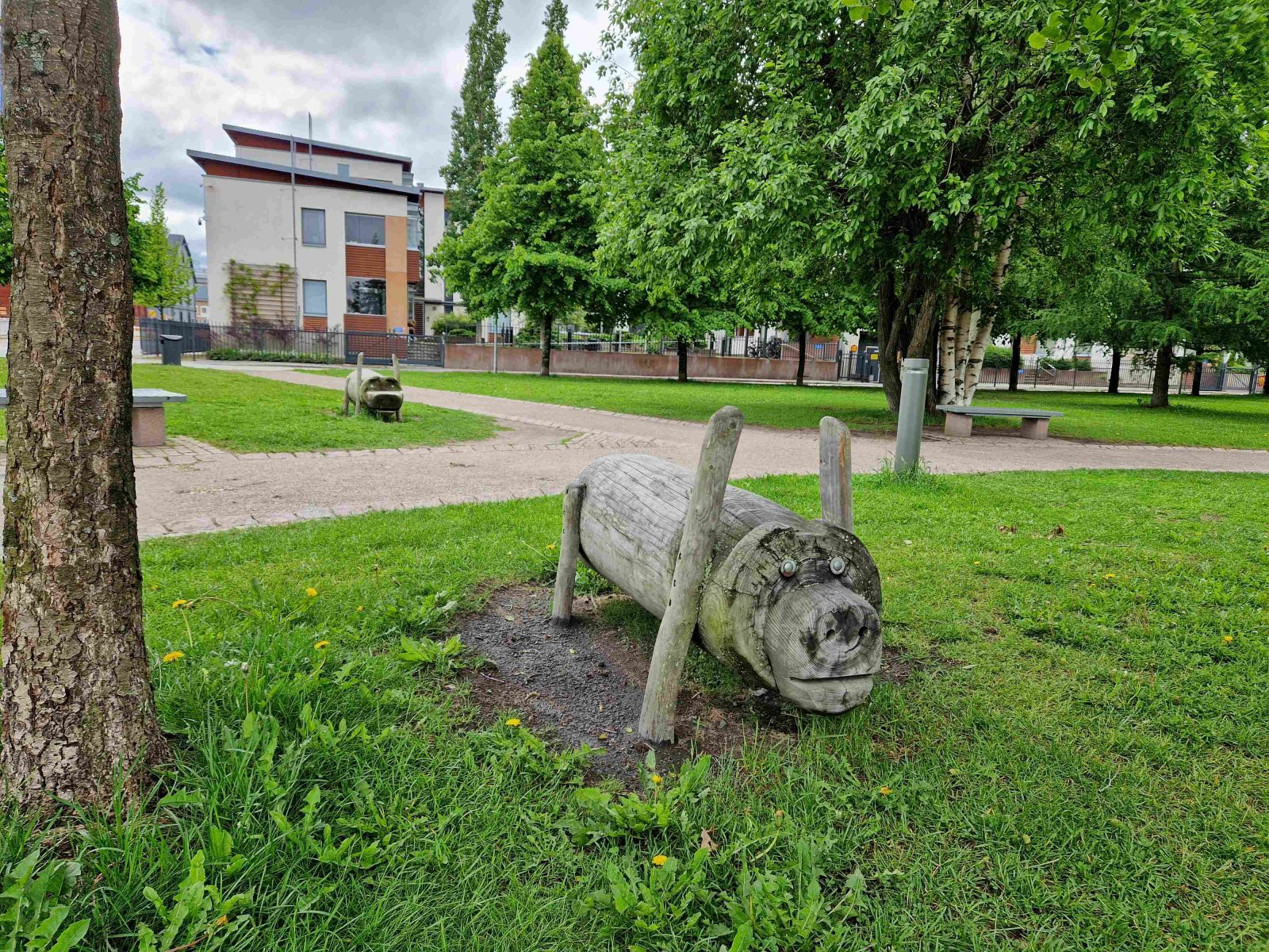 Puinen possu Kiikelin saaressa.