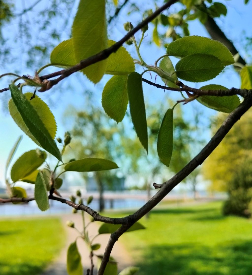 A tree branch.