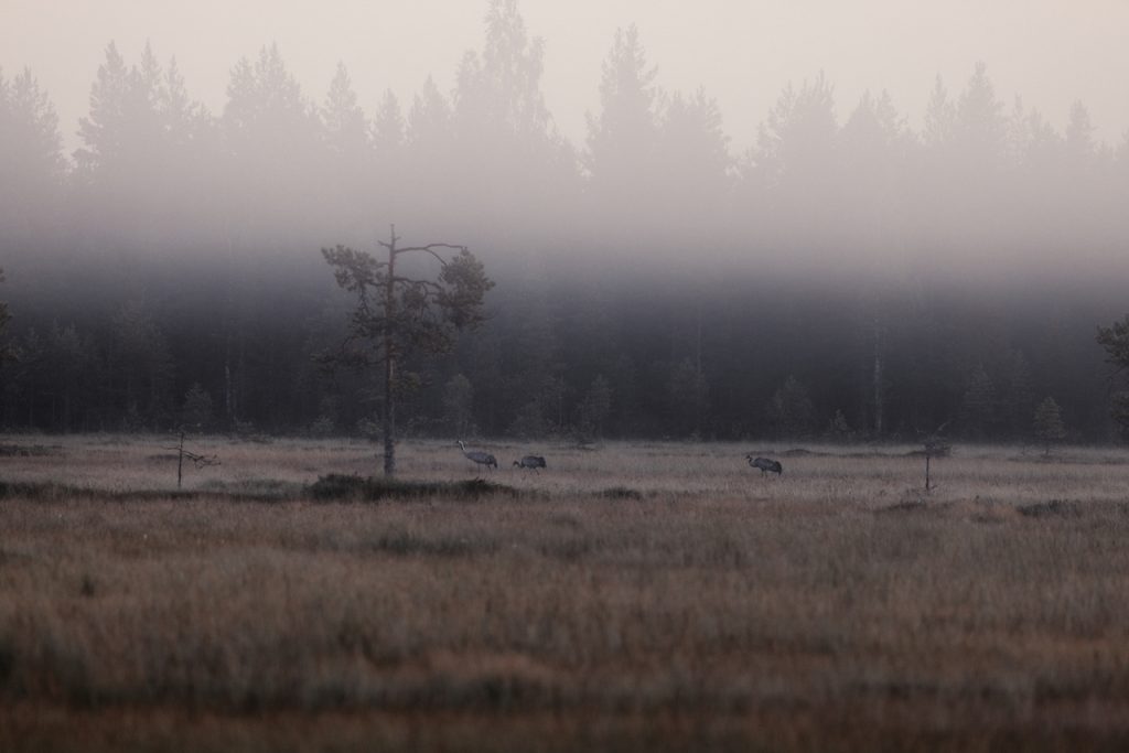 Kuvassa sumuinen suomaisema ja kolme kurkea